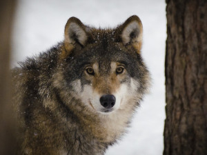 Na Šumavě odchytili divokého vlka a dali mu sledovací obojek. Zvíře „lovili“ měsíce