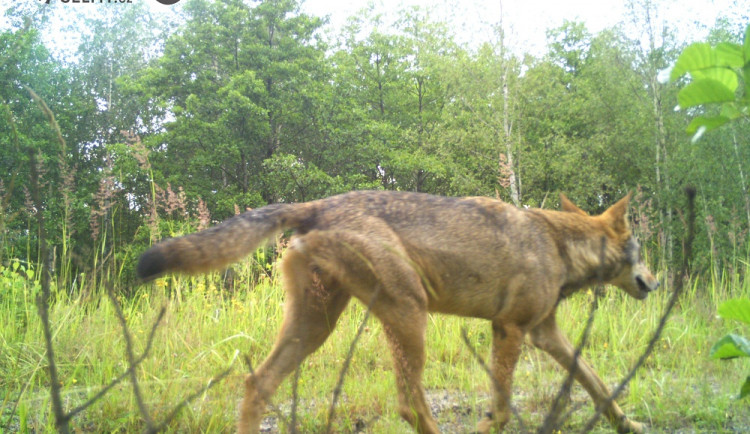 VIDEO: Přítomnost vlků v Jizerkách potvrzena. Vznikla zde dvě teritoria