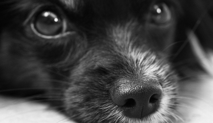 Štěně s kočárkem si odvezla cizí žena. Chtěla jsem se o něj starat, sdělila policistům