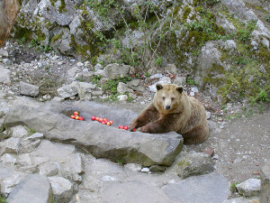 Krumlovští medvědi dostanou vánoční dorty, chybí jim ale turisté