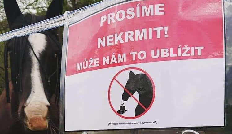 Cizí koně se nekrmí, ale je to marný, zlobí se chovatelé. I jablko nebo chleba může zvíře zabít