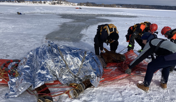 VIDEO: Pod kobylou se na Lipně prolomil led. Vytáhnout ji museli záchranáři pomocí lan