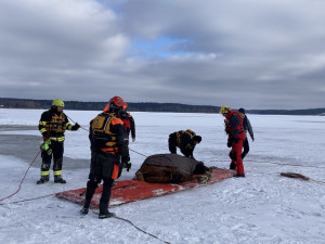 Pod kobylou se na Lipně prolomil led. Vytáhnout ji museli záchranáři pomocí lan