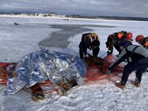 VIDEO: Pod kobylou se na Lipně prolomil led. Vytáhnout ji museli záchranáři pomocí lan