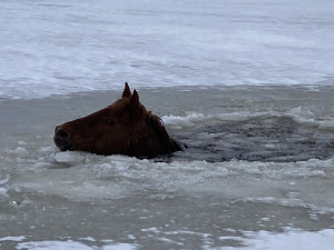 Pod kobylou se na Lipně prolomil led. Vytáhnout ji museli záchranáři pomocí lan