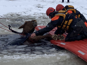 Pod kobylou se na Lipně prolomil led. Vytáhnout ji museli záchranáři pomocí lan
