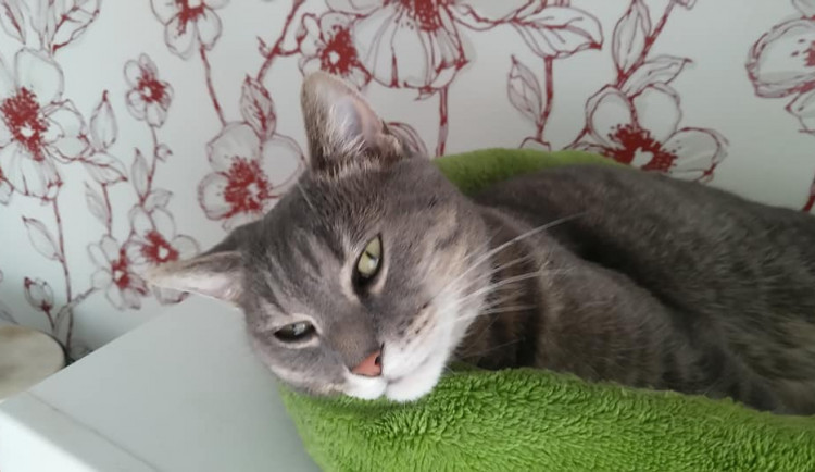 Kocoura měl někdo vyhodit z okna devátého patra. Následky nepřežil. Majitel je na dně