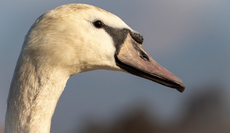 ! Nepojmenováno - 15:54:20 22.1.2021