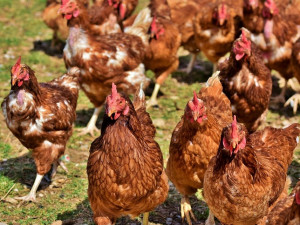 V malochovu drůbeže na Táborsku byla potvrzena ptačí chřipka