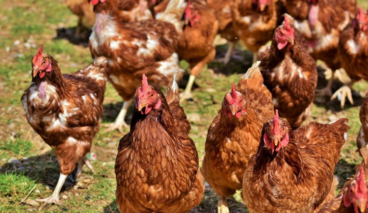 V malochovu drůbeže na Táborsku byla potvrzena ptačí chřipka