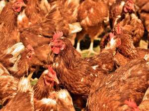 Jihočeští veterináři dnes zahájí kontroly chovů kvůli ptačí chřipce