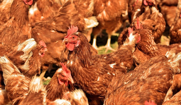 Jihočeští veterináři dnes zahájí kontroly chovů kvůli ptačí chřipce