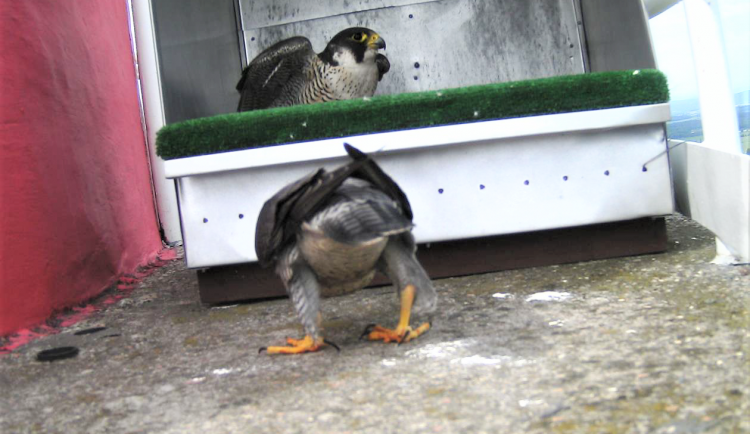 V Temelíně loni zahnízdil páreček sokolů