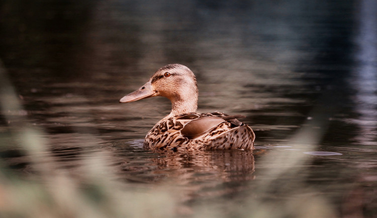 Veterináři zkontrolovali kvůli ptačí chřipce zoo Hluboká