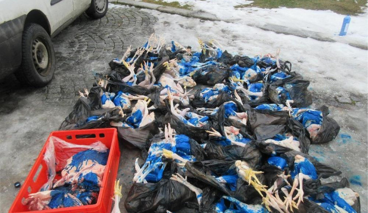 Cizinec převážel v dodávce čtvrt tuny neznámého masa. Teď mu hrozí vysoká pokuta