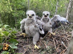 Ptákem roku 2021 je v Česku káně lesní. Podle ornitologů jde o přehlížený druh