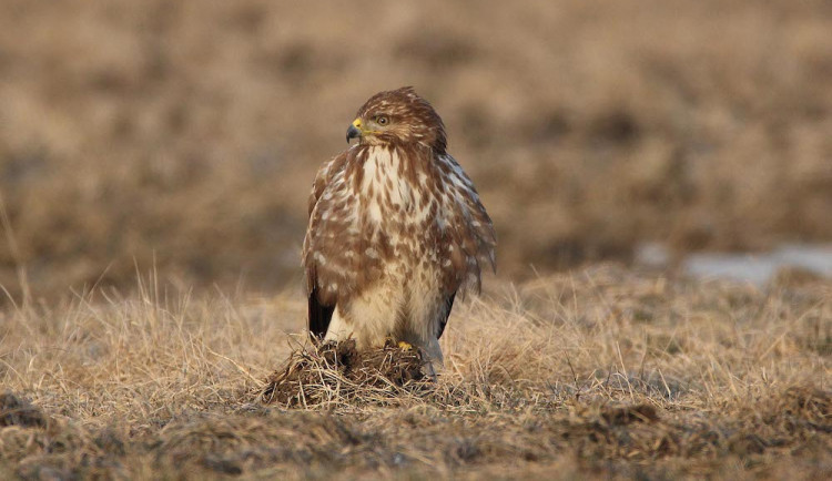 Ptákem roku 2021 je v Česku káně lesní. Podle ornitologů jde o přehlížený druh