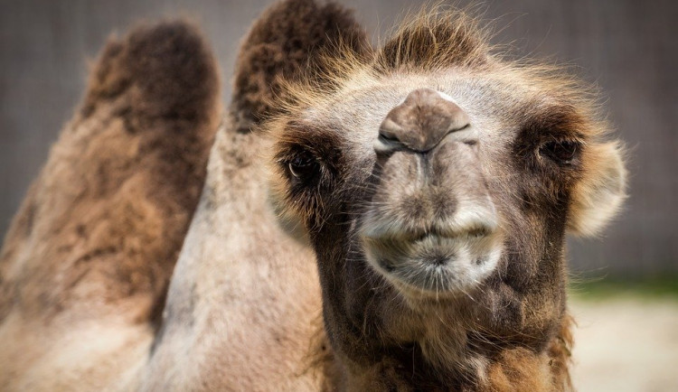V Safari parku dal někdo velbloudovi cukr. Zvíře zemřelo