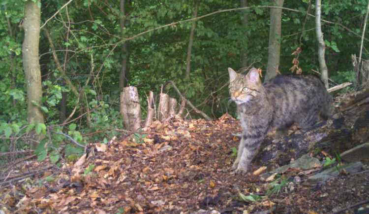 Kočka divoká se po sto letech vrací do české přírody. Uhynulé zvíře objevili místní na Dobříšsku