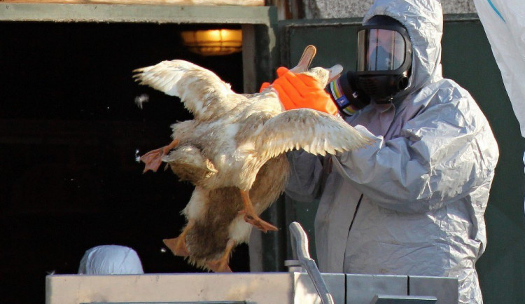 Veterináři objevili další ohnisko ptačí chřipky. Nákaza se potvrdila v malochovu na Strakonicku