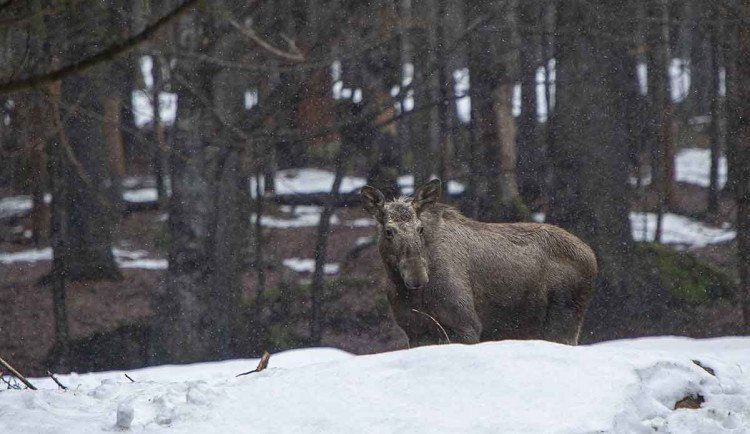 Národní park Šumava chce zmapovat výskyt losů. Je to téměř detektivní práce, říká koordinátor