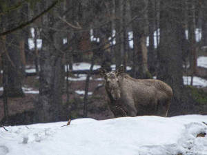 Národní park Šumava chce zmapovat výskyt losů. Je to téměř detektivní práce, říká koordinátor