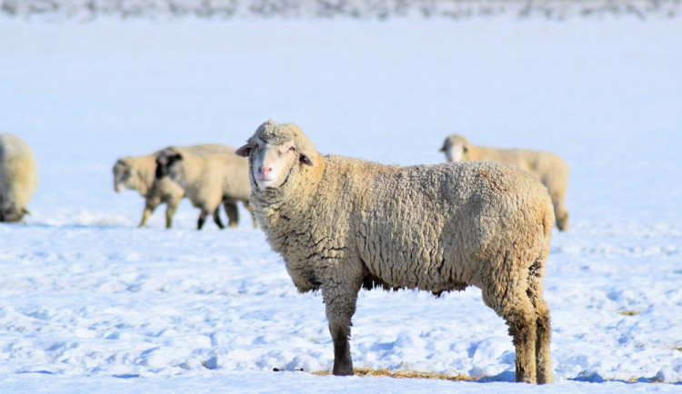 I v zimě se musí chovatelé o svá zvířata správně postarat