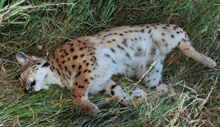 Vlak na Šumavě usmrtil rysa. Nejčastěji hynou tyto šelmy na silnicích