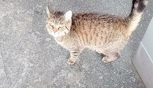 Kocour cestoval po Liberci bez jízdenky. Strážníci ho vrátili majitelům