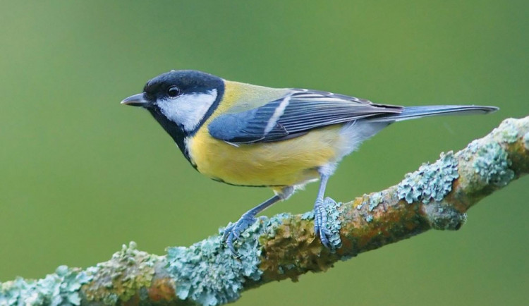 Lidé na krmítkách sečetli půl milionu ptáků. Nejčetnější je sýkora koňadra