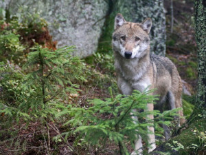 Vlci roztrhali deset selátek na šumavské ekofarmě, matka tam učila lovit své mládě