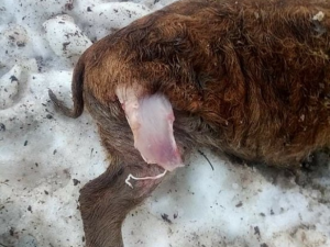 Vlci roztrhali deset selátek na šumavské ekofarmě, matka tam učila lovit své mládě