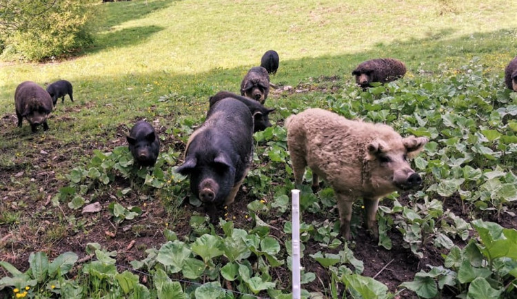 Vlci roztrhali deset selátek na šumavské ekofarmě, matka tam učila lovit své mládě