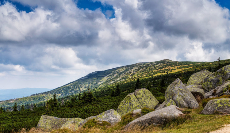 Odumírající les přináší nový život. Na starých stromech vyrůstají nové