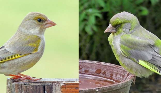 Našli jste ve svém okolí nemocného ptáka? Nahlaste to České společnosti ornitologické