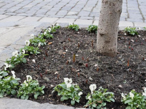 Písecké náměstí ozdobí pět tisíc tulipánů
