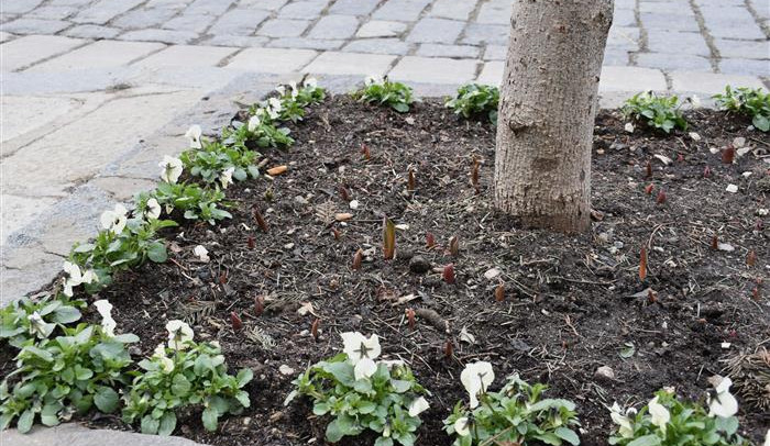 Písecké náměstí ozdobí pět tisíc tulipánů.