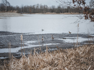 Vrbenské rybníky prošly generální opravou. Kraj vyšly práce na více než 100 milionů