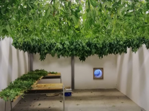 Odhalena další pěstírna konopí. Kriminalisté našli více než šest set rostlin