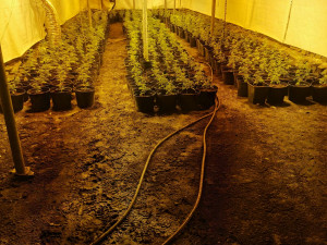 Odhalena další pěstírna konopí. Kriminalisté našli více než šest set rostlin