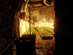 Odhalena další pěstírna konopí. Kriminalisté našli více než šest set rostlin