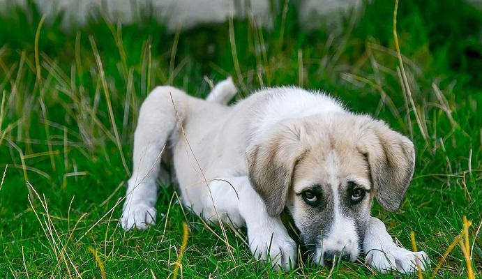 Jak je to s covidem u psů a koček?