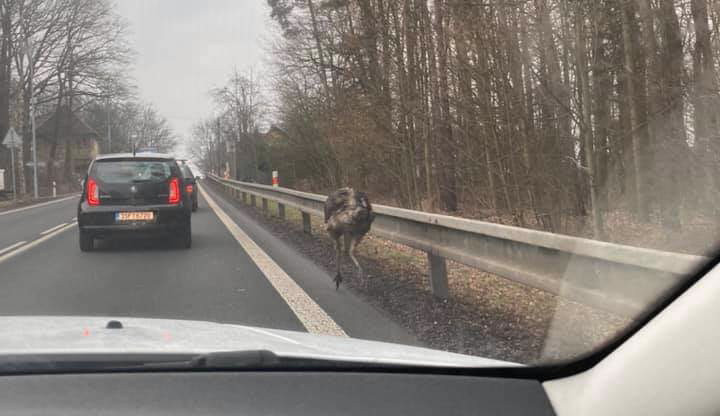 Po silnici pobíhal zmatený pštros. Dvojice utekla majiteli, po jednom se stále pátrá