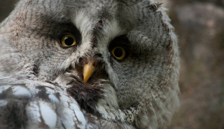 Hasičské hadice, větve nebo ořechy. Zoo uvítá pomoc. Snižovat stavy se zatím nechystá