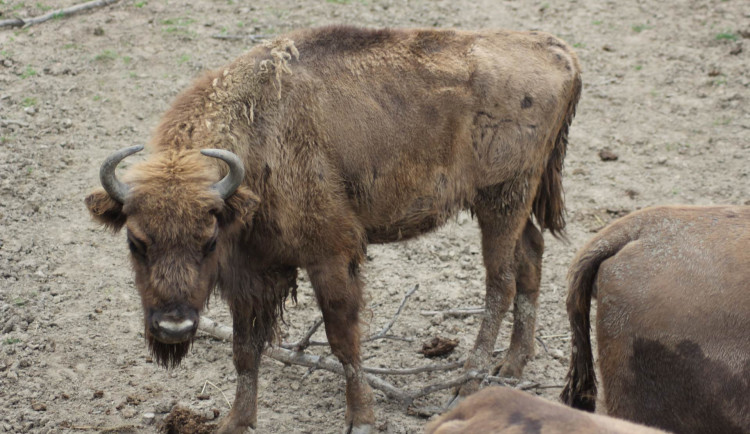 Zubři z táborské zoologické zahrady najdou nové útočiště v Milovicích