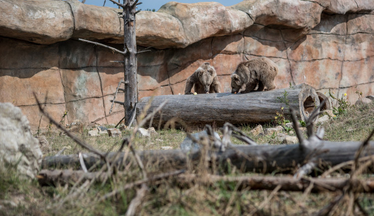 Zoologické zahrady na jihu Čech se chystají na otevření. V Táboře otevřou hned v pondělí
