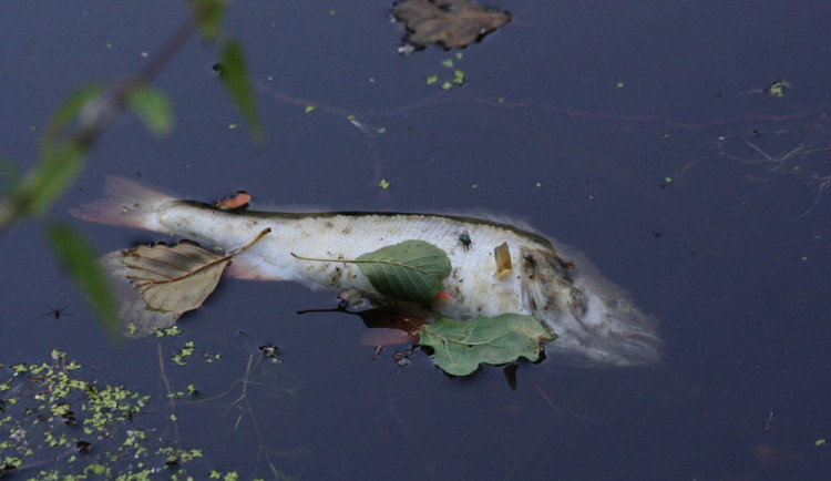 Úhyn desítek ryb na jihu Čech. Policie prověřuje, co mohlo kontaminovat vodu v rybníku