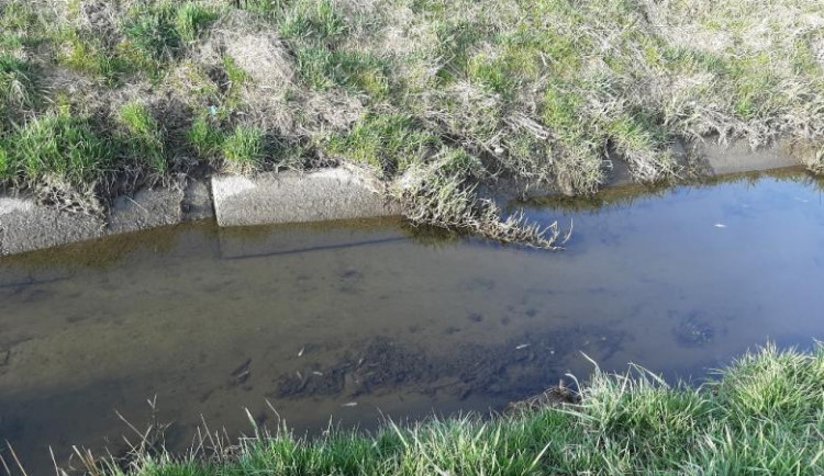 Desítky ryb na Jindřichohradecku otrávil saponát z mytí auta