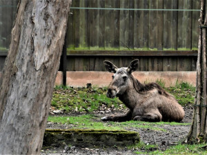 Jihočeská zoologická zahrada v Hluboké nad Vltavou má opět otevřeno