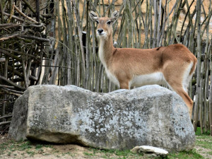 Jihočeská zoologická zahrada v Hluboké nad Vltavou má opět otevřeno